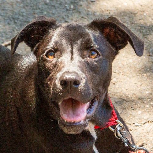 Baby, an adoptable Labrador Retriever in Canton, CT