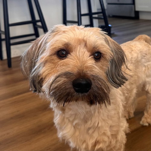 Winston, an adoptable Havanese in Canton, CT