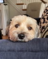 Winston - Photo 2