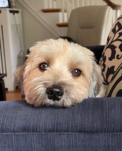 WINSTON - Havanese / Terrier available for adoption