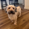 Winston - Photo 3