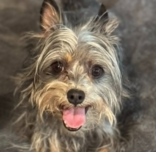 Aladdin, an adoptable Yorkshire Terrier Yorkie in Canton, CT