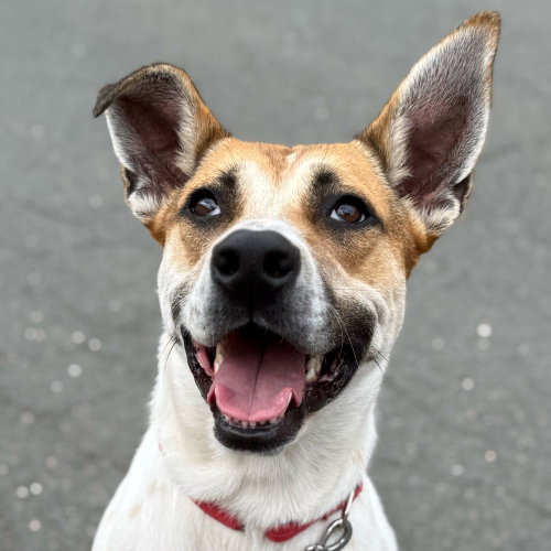 Aston, an adoptable Terrier in Canton, CT