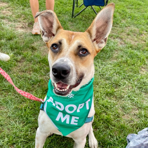 Aston, a dog for adoption from Dog Star Rescue