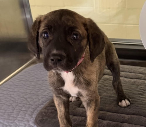 Athena, an adoptable Great Dane in Canton, CT