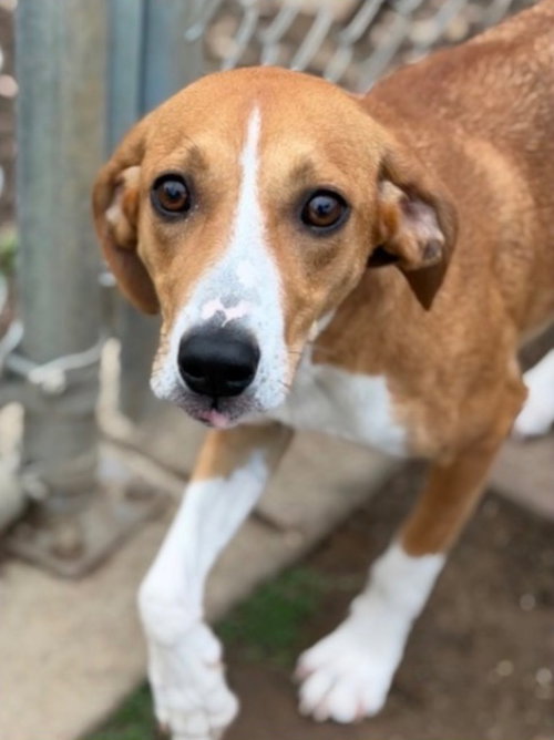 Bella, an adoptable Plott Hound in Canton, CT