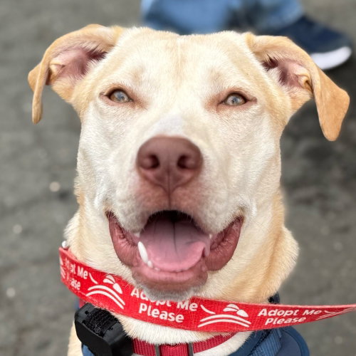 Buttercream, an adoptable Retriever in Canton, CT