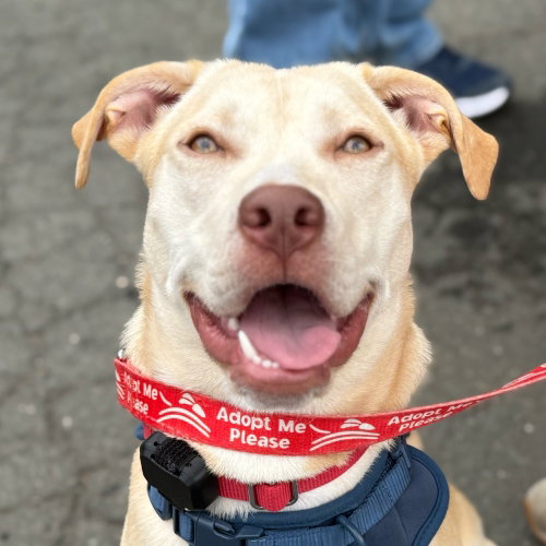 Buttercream, an adoptable Retriever in Canton, CT