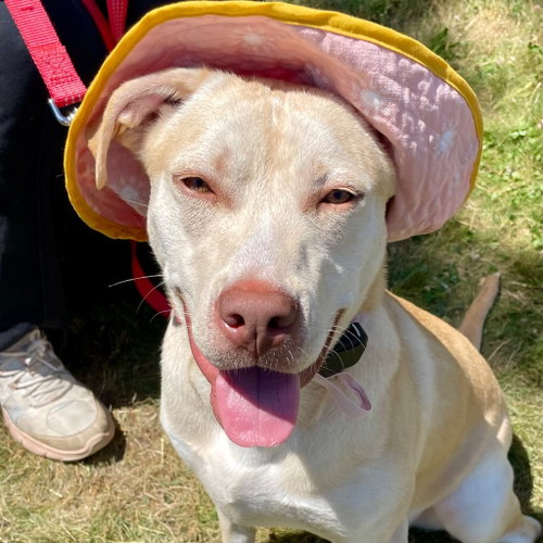 Buttercream, an adoptable Retriever in Canton, CT