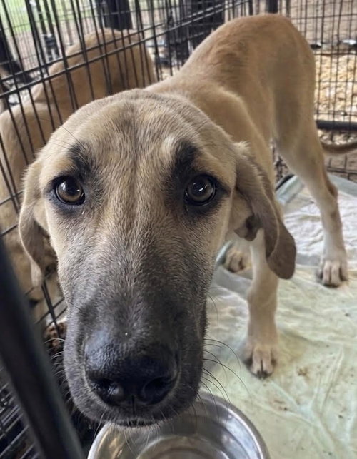 Lacey, an adoptable Terrier in Canton, CT