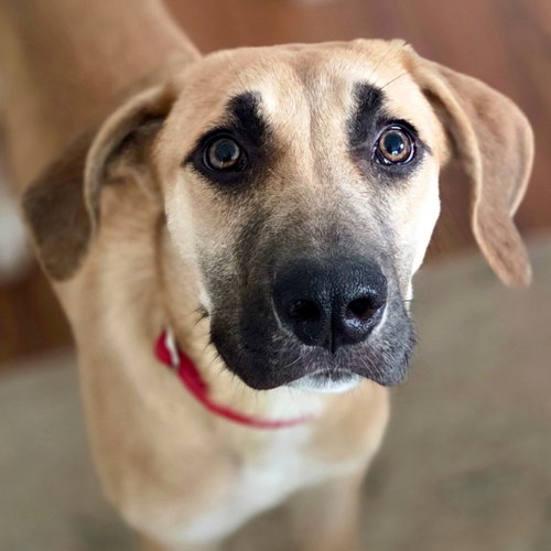 Lacey, an adoptable Terrier in Canton, CT