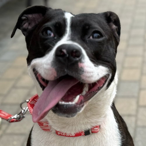 Lady Luck, an adoptable Terrier in Canton, CT