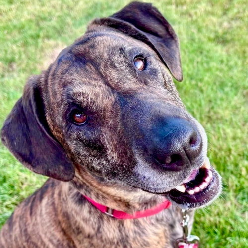 Midge, an adoptable Hound in Canton, CT