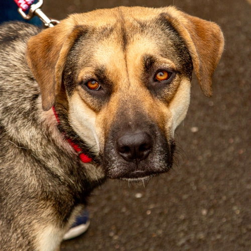 Ruby, an adoptable German Shepherd Dog in Canton, CT