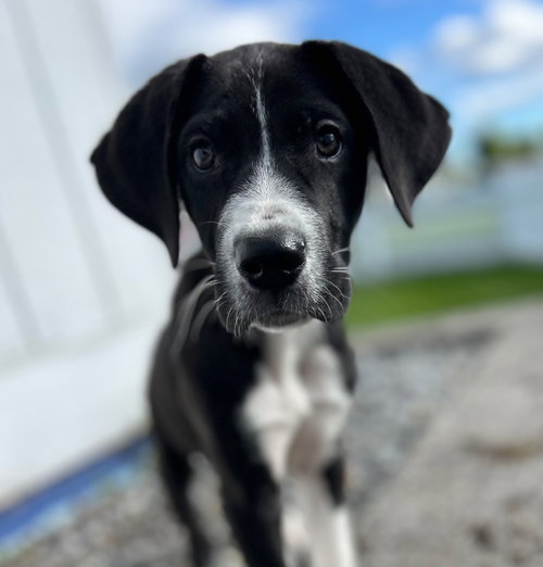 Zeus