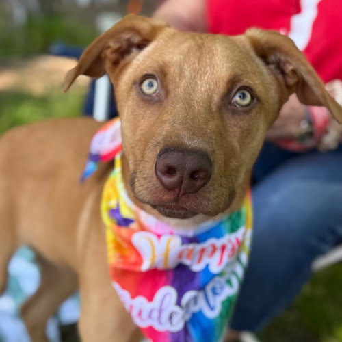Nathan, an adoptable German Shepherd Dog in Canton, CT