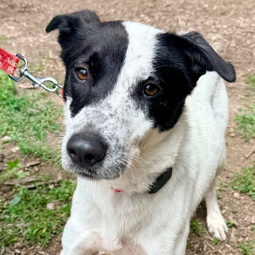 Mulan, an adoptable Retriever in Canton, CT