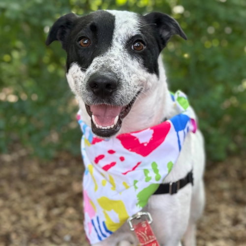 Mulan, an adoptable Retriever in Canton, CT