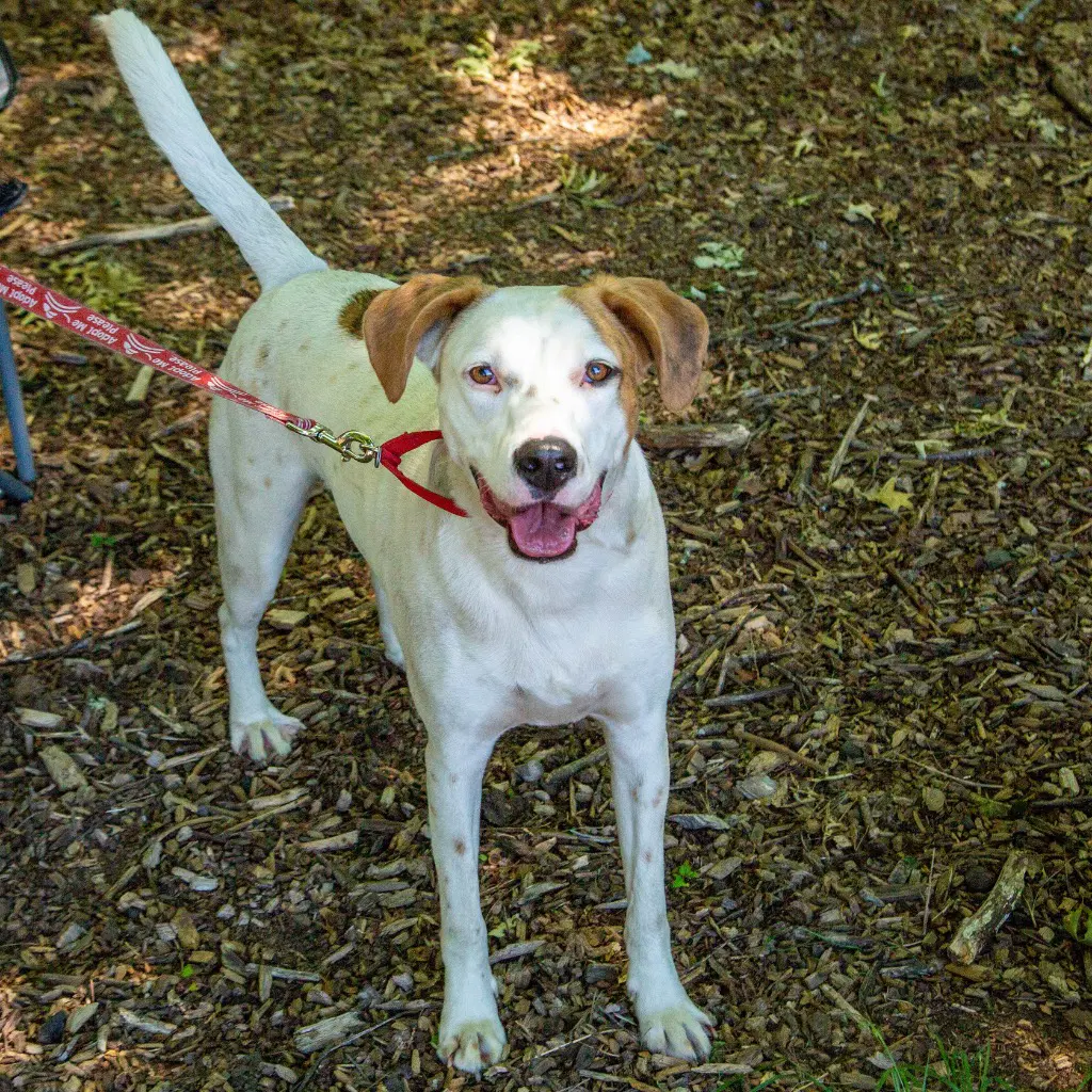 Toby image 3