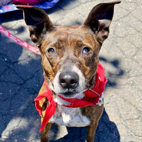 Louise, an adoptable Terrier in Canton, CT