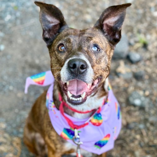 Louise, an adoptable Terrier in Canton, CT
