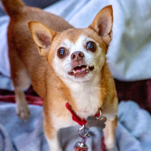 Photo 3 of Charley