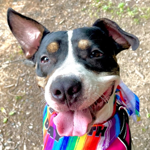Ducky, an adoptable Hound in Canton, CT