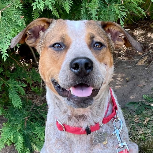 Grits, an adoptable Australian Cattle Dog in Canton, CT