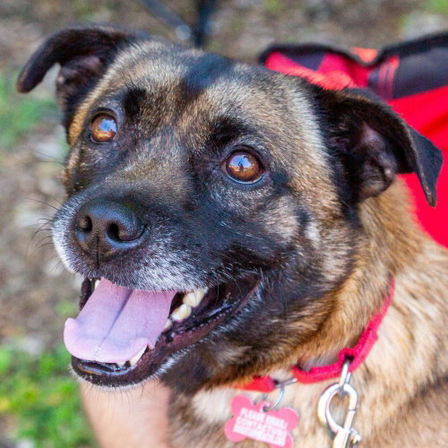 Kyzer, an adoptable Terrier in Canton, CT