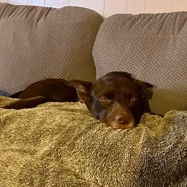 Loki