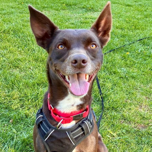 Loki, a dog for adoption from Dog Star Rescue