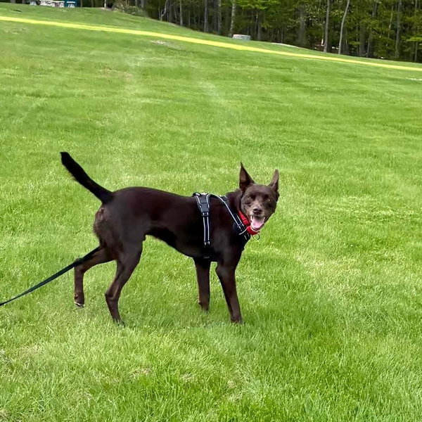 Loki