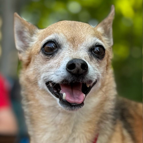 Marley, a dog for adoption from Dog Star Rescue