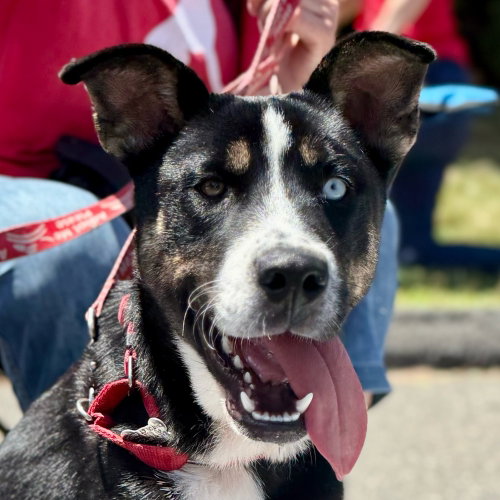 Rellenos, an adoptable Retriever in Canton, CT