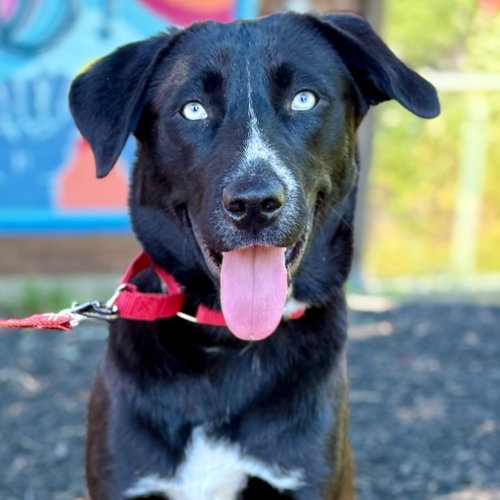 Salsa, an adoptable Retriever in Canton, CT