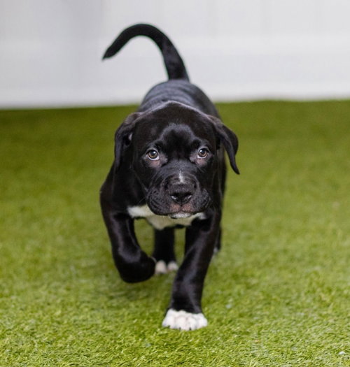 Samson