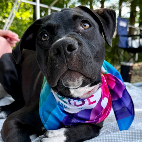 Samson, an adoptable Labrador Retriever in Canton, CT