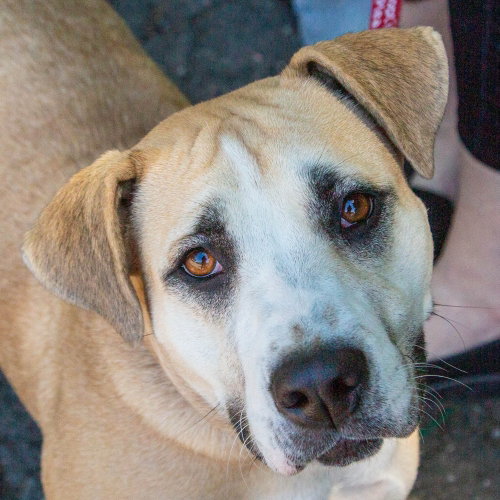 Sarah, an adoptable Labrador Retriever in Canton, CT