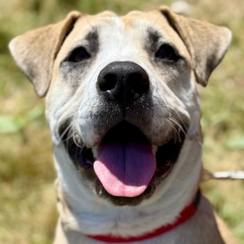Sarah, an adoptable Labrador Retriever in Canton, CT