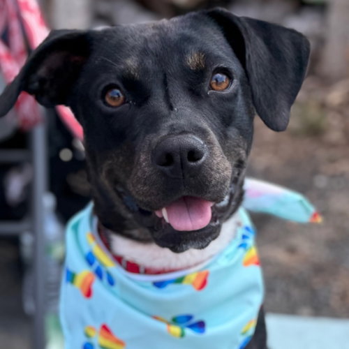 Shamrock, an adoptable Mountain Cur in Canton, CT