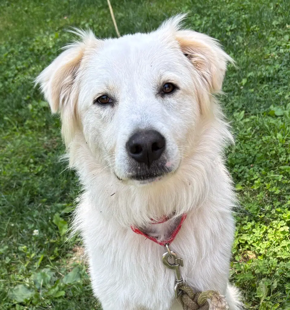 Riley - Terrier