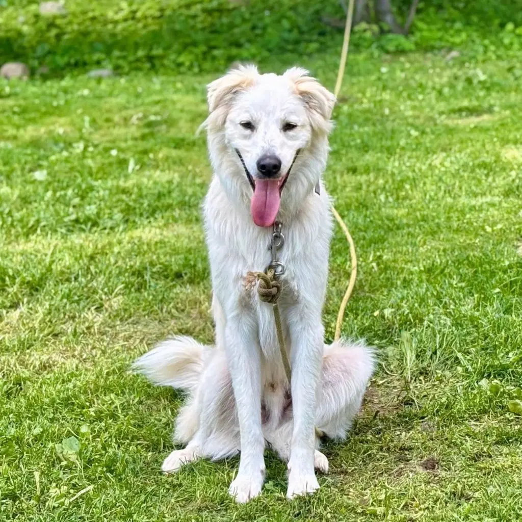 Riley image 4