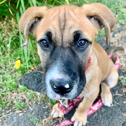 Sweet, an adoptable Terrier in Canton, CT