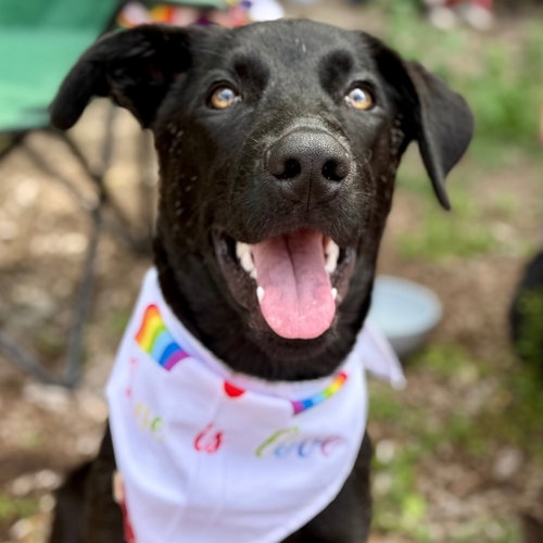 Ebony, an adoptable Black Labrador Retriever in Canton, CT