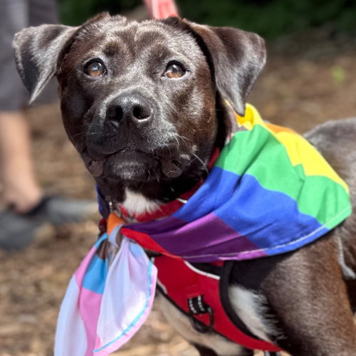 Tiny Tim, an adoptable Terrier in Canton, CT