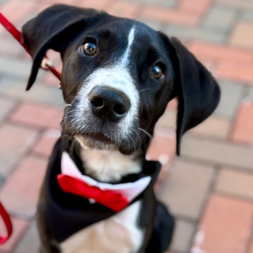 Zeus, an adoptable Great Dane in Canton, CT