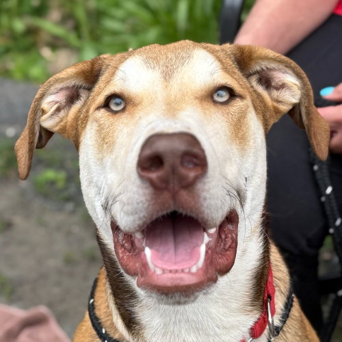 picture of the dog needing adoption