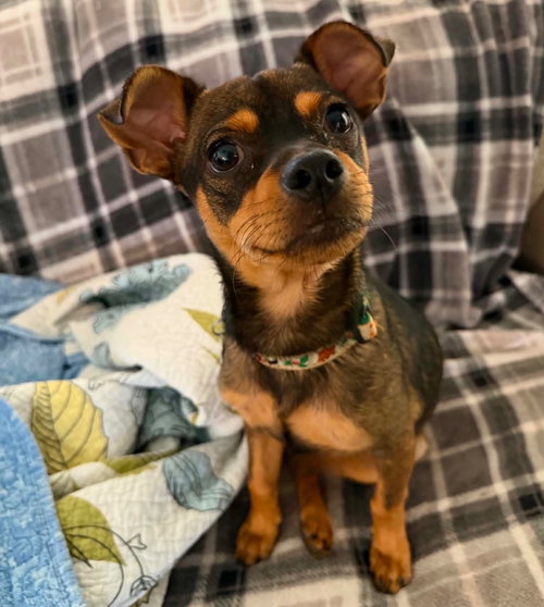 Doug E. Fresh, an adoptable Chihuahua in Canton, CT