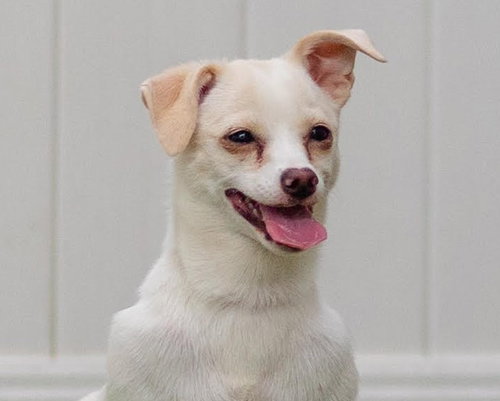 Dove, an adoptable Chihuahua in Canton, CT