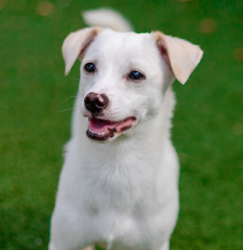 Tommy, an adoptable Chihuahua in Canton, CT